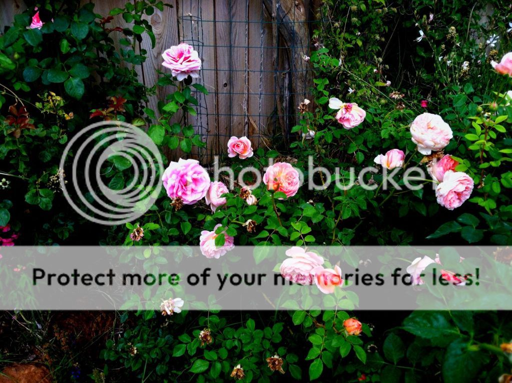 Aloha and Abraham Darby photo preview_image_0_5819952x.jpg